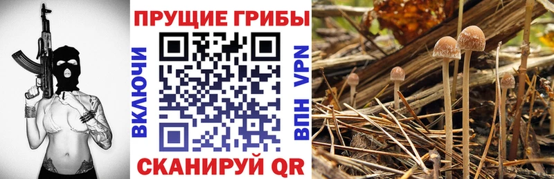 сколько стоит  Чадан  Псилоцибиновые грибы MAGIC MUSHROOMS 